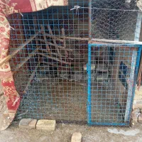 قفس کبوتر نزدیک ۶۰تا خودم حیوان ریختم|لوازم جانبی حیوانات|بشاریات, |دیوار