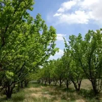 زمین کشاورزی و مسکونی بزنجان( بافت )