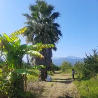 فروش پالم واشنگتنی ۱۲ ساله کم نظیر و با کیفیت|گل و گیاه طبیعی|نشتارود, |دیوار