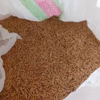 ۷ کیسه شالی فجر درجه یک