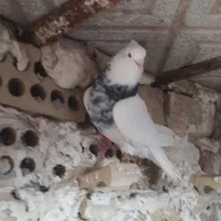 کبوترنقش|پرنده|گلپایگان, |دیوار