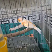 قناری نر|پرنده|پاکدشت, پاکدشت (مامازند)|دیوار