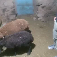گوسفند
