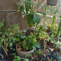 ارَس کاری درخت و تمیزکاری درخت|خدمات باغبانی و درختکاری|قشم, |دیوار