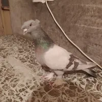 کبوتر بزن