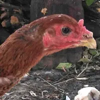 مرغ لاری اصل نژادافغان