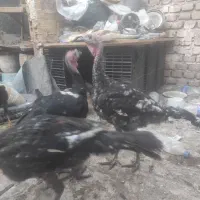 فروش بوقلمون و قوغاز ومرغ محلی تخمگزارجوان