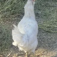 سه مرغ و سه خروس نژاد دار|حیوانات مزرعه|خاوران, |دیوار