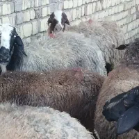 میش داشتی