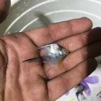 انجل|ماهی|تهران, شهرک ولیعصر شمالی|دیوار