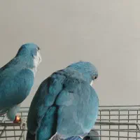 جوجه راهب آبی و ماده بالغ