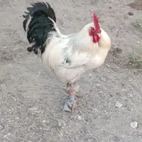 یک عدد خروس