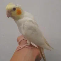 طوطی عروس|پرنده|رشت, حمیدیان|دیوار