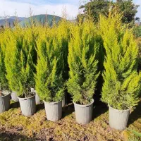 کاج لاوسون عمده و تک