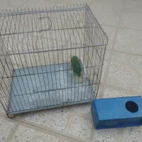 قفس انواع پرندگان ،خرگوش
