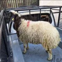 گوسفند زنده بهداشتی کرج بره طلایی|حیوانات مزرعه|کرج, باغستان|دیوار