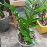 زامفولیا|گل و گیاه طبیعی|کرمانشاه, |دیوار