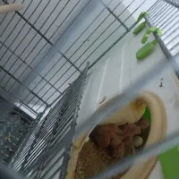 پرنده عروس هلندی