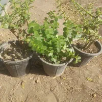 گل و گیاه حراج به قیمت عمده|گل و گیاه طبیعی|چهاردانگه (تهران), |دیوار