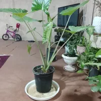 گل بابا آدم