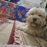 سگ گمشده
