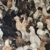 جوجه سلطان برهما لهستانی پلند گلین کوشین|حیوانات مزرعه|شیراز, رکن‌آباد|دیوار