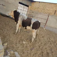 گوساله نر سمینتال وهلشتاین‌