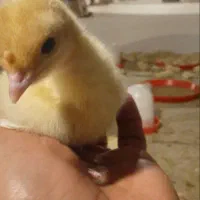 جوجه بوقلمون یکماه