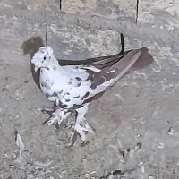 کفتر نقش|پرنده|زارچ, |دیوار