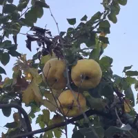 خوردنی و آشامیدنی