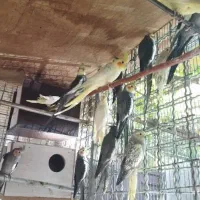 عروس هلندی مولد|پرنده|رباطکریم, منجیل آباد|دیوار