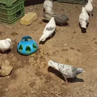 کبوتر رنگی وپرشی|پرنده|باغ حلی, |دیوار