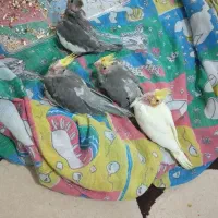 جوجه عروس هلندی ۲ماهه