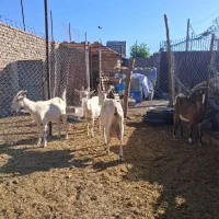 بز اصل جوان و نر بز بدون شاخ سانن