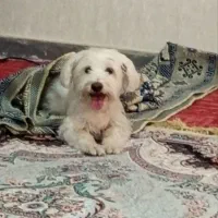 سگ شیتزو ماده