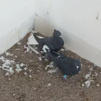 کلاغ دمسفید