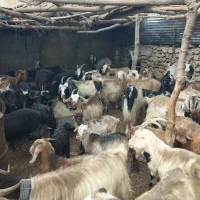 بزداشتی خوب سرحال