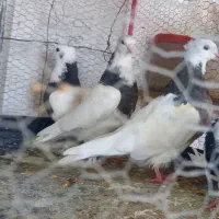 کبوتر طوقی۲۰۰