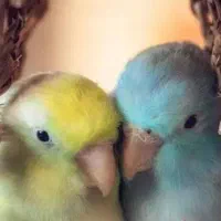 آکواریوم و قناری موج آبی