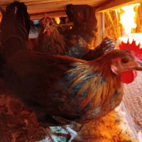 کبوتران زینتی ساعتی مسافتی|پرنده|ایوان, |دیوار