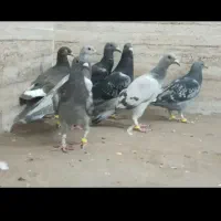 30تاکبوتر جوجه سال