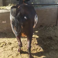 گاو شیری شکم دوم 20 روز مانده|حیوانات مزرعه|خواجه, |دیوار