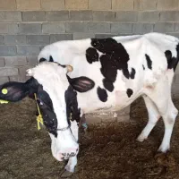 گاو خارجی با گوسالش|حیوانات مزرعه|رامشیر, |دیوار