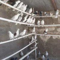 کفتر پرشی ذات دار ورامین
