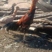 مرغ و خروس|حیوانات مزرعه|مریوان, |دیوار