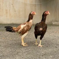 جوجه لاری درجه یک