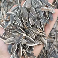 تخمه سنقری