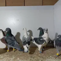 کبوتر پرشی|پرنده|سبزوار, هویزه|دیوار