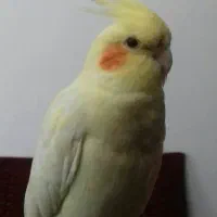 جوجه عروس هلندی و جفت