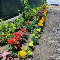 خدمات باغبانی کاشت گل درختکاری تعویض خاک گلدون